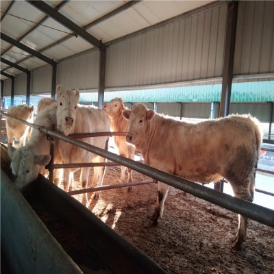 吨牛之称夏洛莱牛养殖场山东晨旭牧业销售夏洛莱牛犊肉牛犊价格