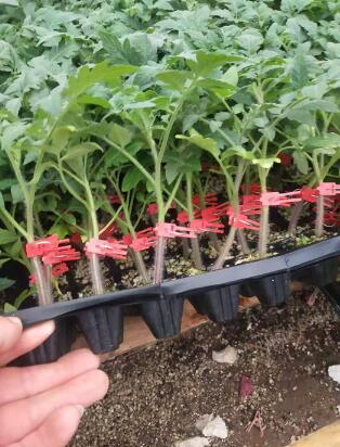 嫁接番茄苗.jpg