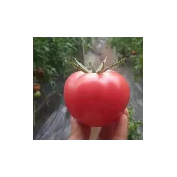 滁州卖番茄苗育苗基地\宿州抗病千禧圣女果苗(2024)