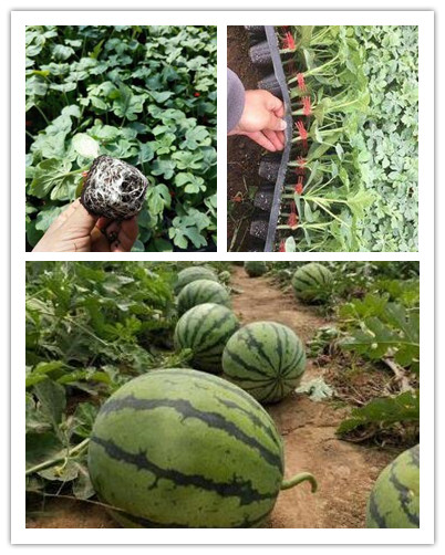 鞍山卖8424美都西瓜苗育苗厂大连皮薄早熟西瓜苗品种
