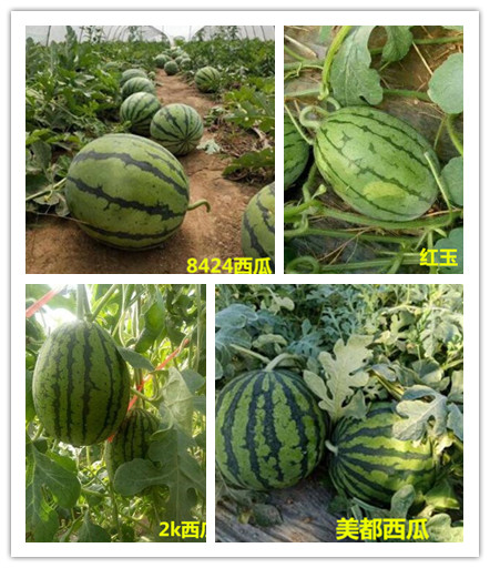 鞍山卖8424美都西瓜苗育苗厂大连皮薄早熟西瓜苗品种