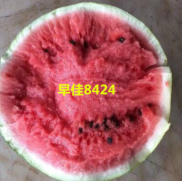 鞍山卖8424美都西瓜苗育苗厂大连皮薄早熟西瓜苗品种