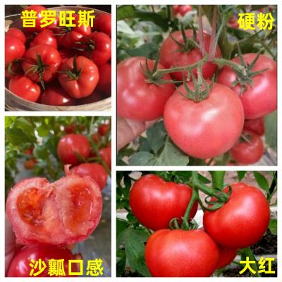硬粉大红口感_副本(1).jpg